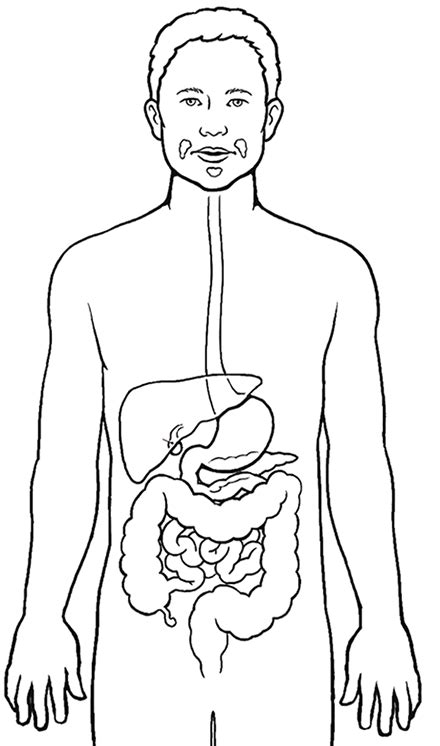 Digestive System Coloring Pages