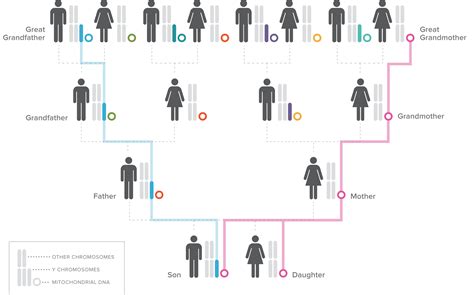 Description of DNA Genealogy