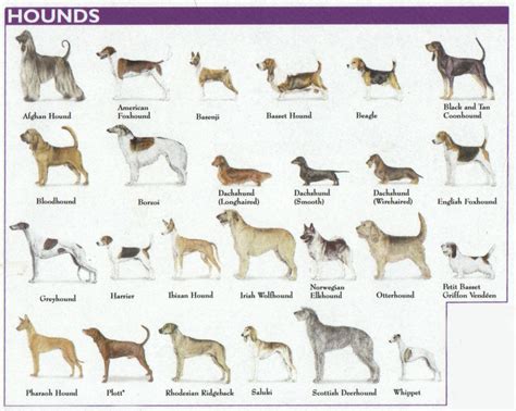 Dog Breed Information