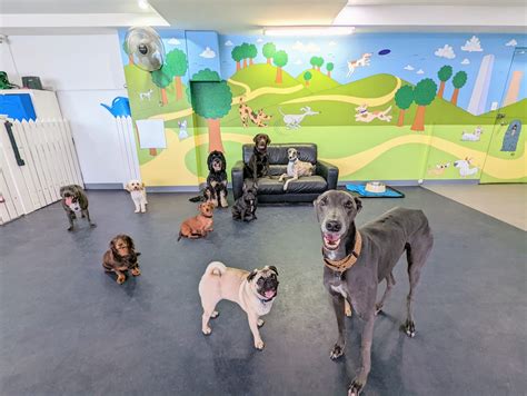 Dog Daycare Images