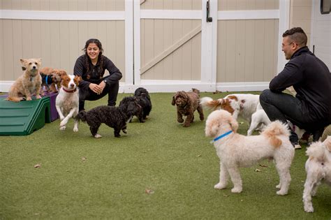 dog daycare