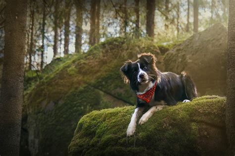 Dog Walking in the Forest