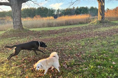 Dog Playing in the Park