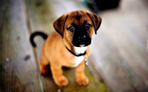 Puppy on a Walk