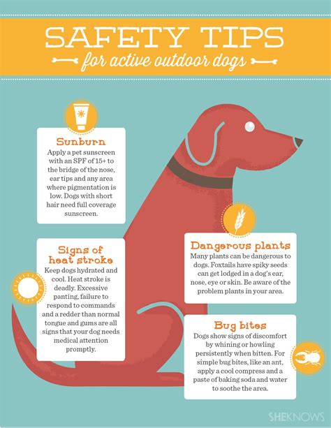 Dog safety tips