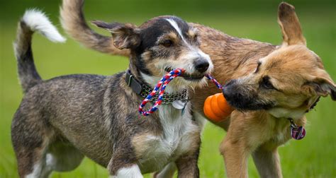 Dog socialization