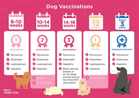 dog vaccination schedule