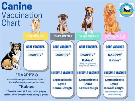 Dog vaccination tips