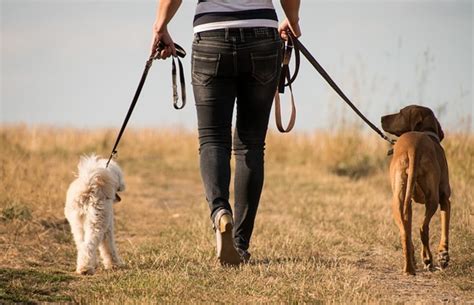 Dog Walking on the Beach