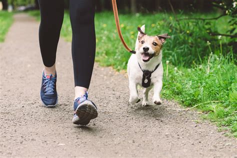 Dog Walking with Friends