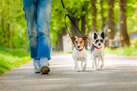 Dog Walking in the Rain