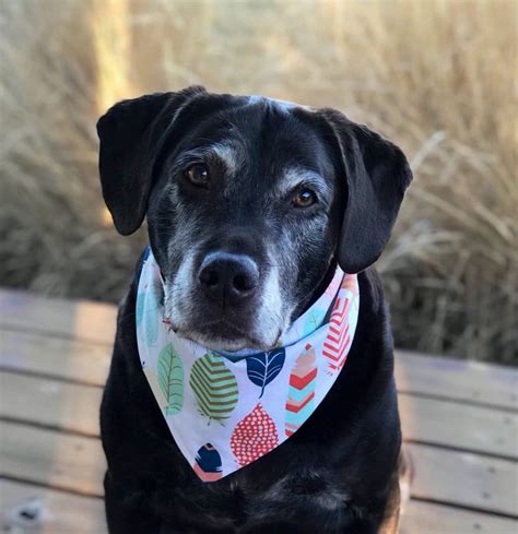 Description of Dog Wearing Bandana