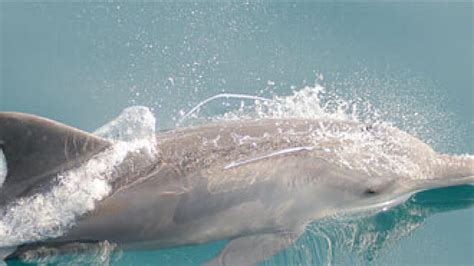 Efforts to conserve dolphin populations