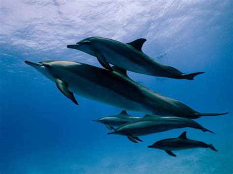 Dolphin family swimming together