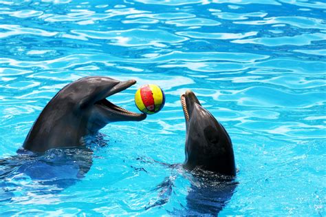 Dolphins playing in the waves