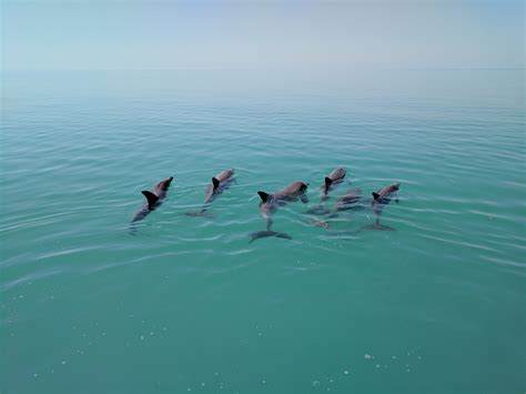 Dolphins socializing in their habitat