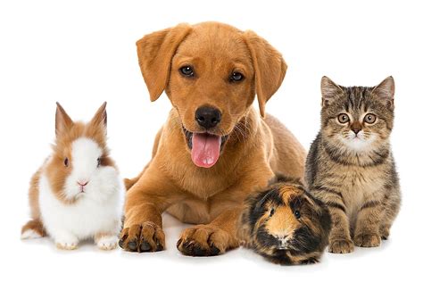 Description of Domestic Pets