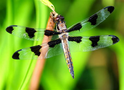 Dragonflies coloring page