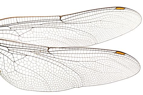 Description of Dragonfly Wing Structure