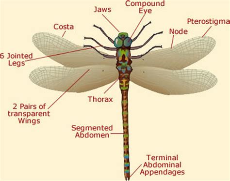 Description of Dragonfly Wings Biology