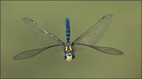 Description of Dragonfly Wings Education