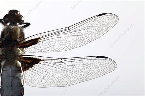 Description of Dragonfly Wings Science