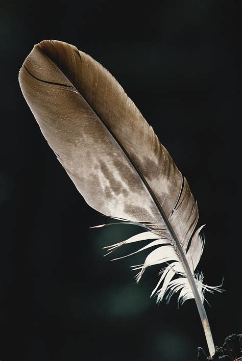 Eagle Feather