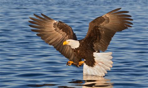 Eagle Habitat