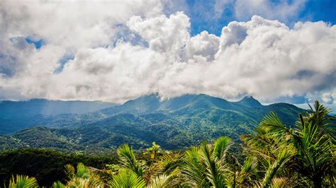 Description of El Yunque rainforest