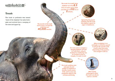 Educational Programs for Elephant Conservation