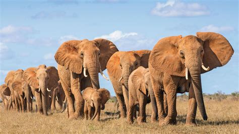 Elephant Family Bonding