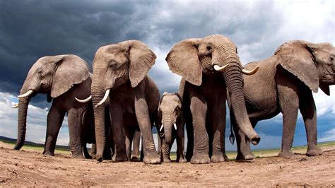 Protecting Elephants from Poaching