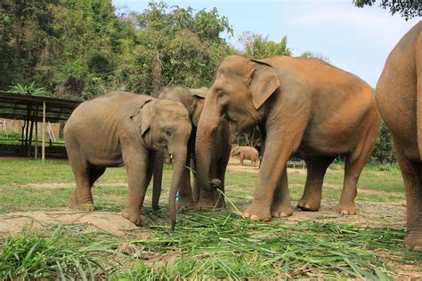 Elephant Sanctuary and Rescue