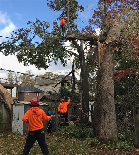 Emergency Tree Services