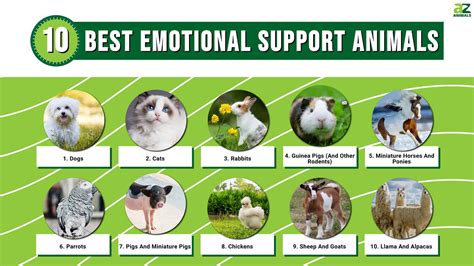 Emotional Support Example