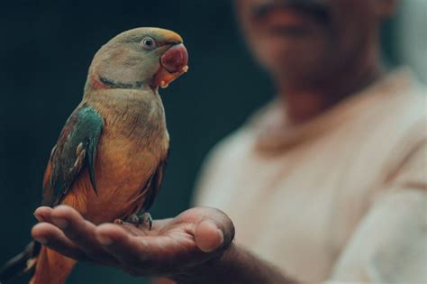 Emotional Support Bird