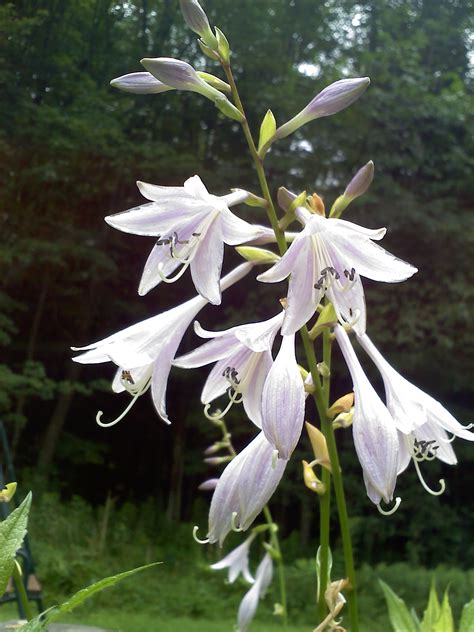 Fairy with flowers