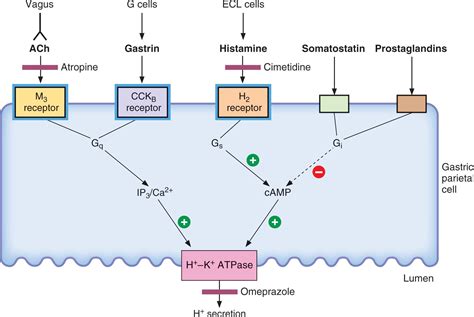 Famotidine mechanism of action