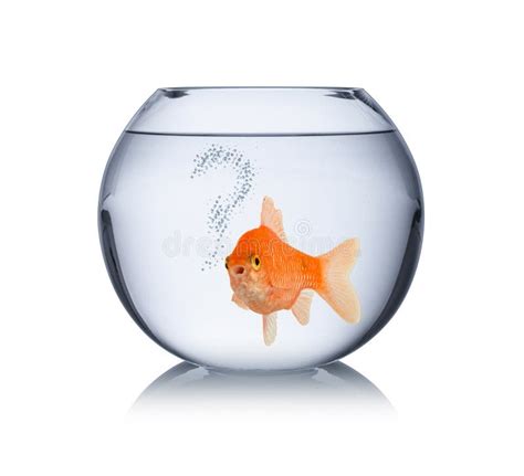 FAQ Fish Bowl