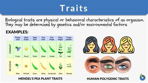 Examples of Features and Traits