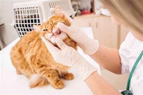 Feline dental care introduction