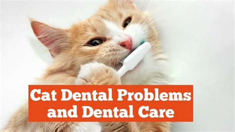 Feline dental care tips