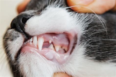 Feline dental healthy gums