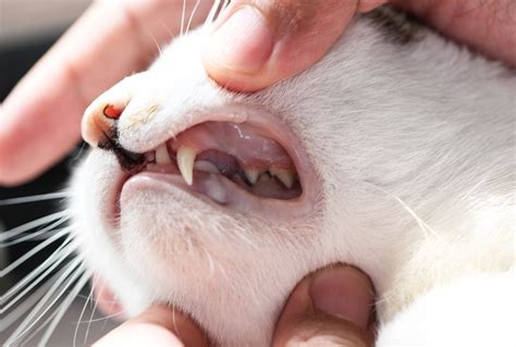 Feline dental healthy teeth