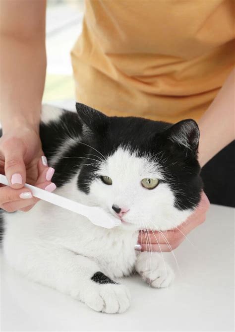 Feline dental hygiene