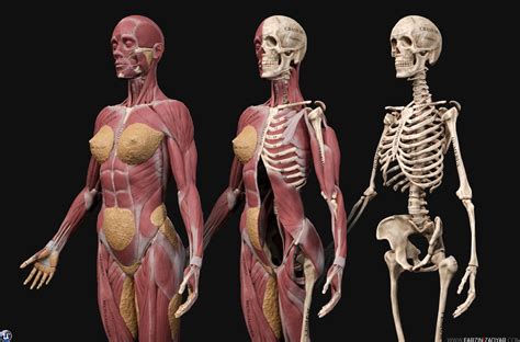 Female Body Anatomy