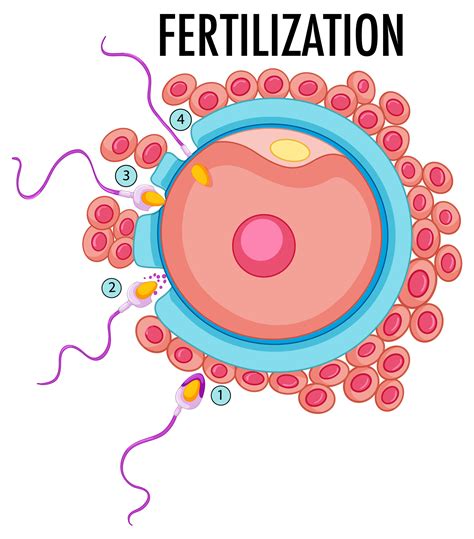 fertilization techniques