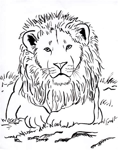 Final thoughts on lion coloring pages