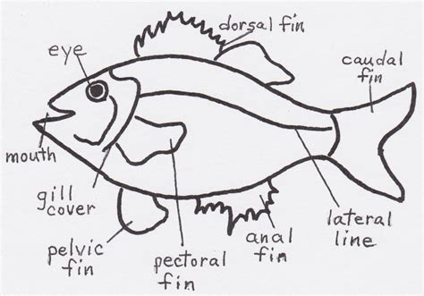 Fish diagrams for educational purposes