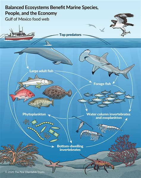 Fish ecology for educational purposes